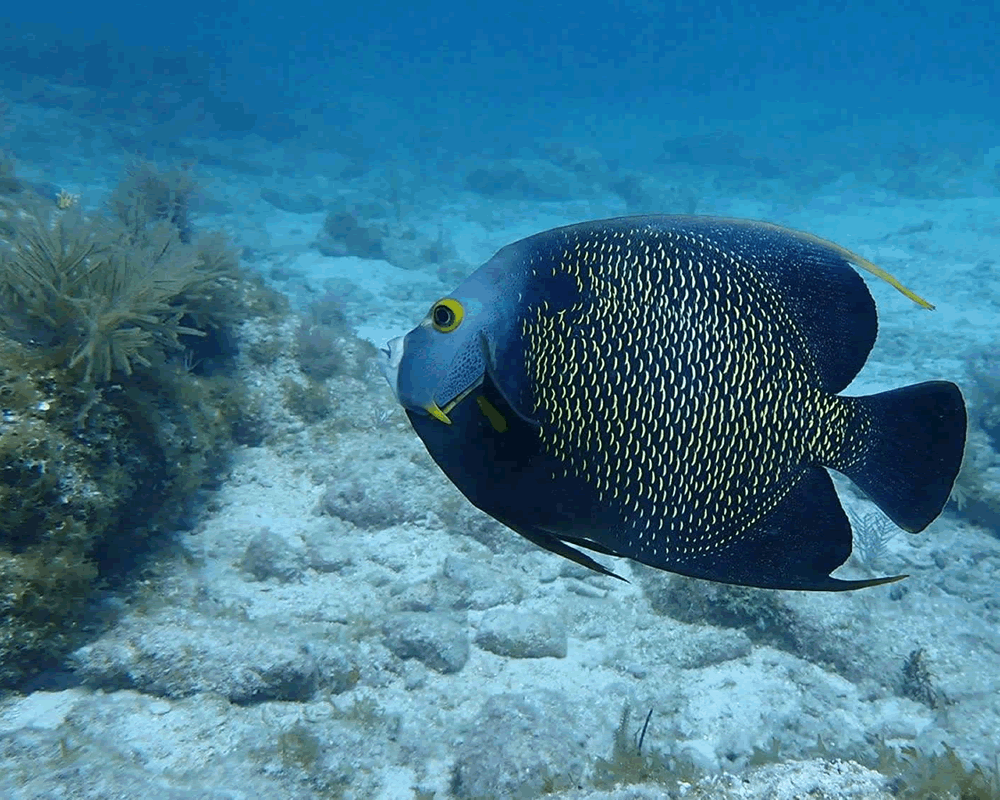 Scuba Diving Padi Training