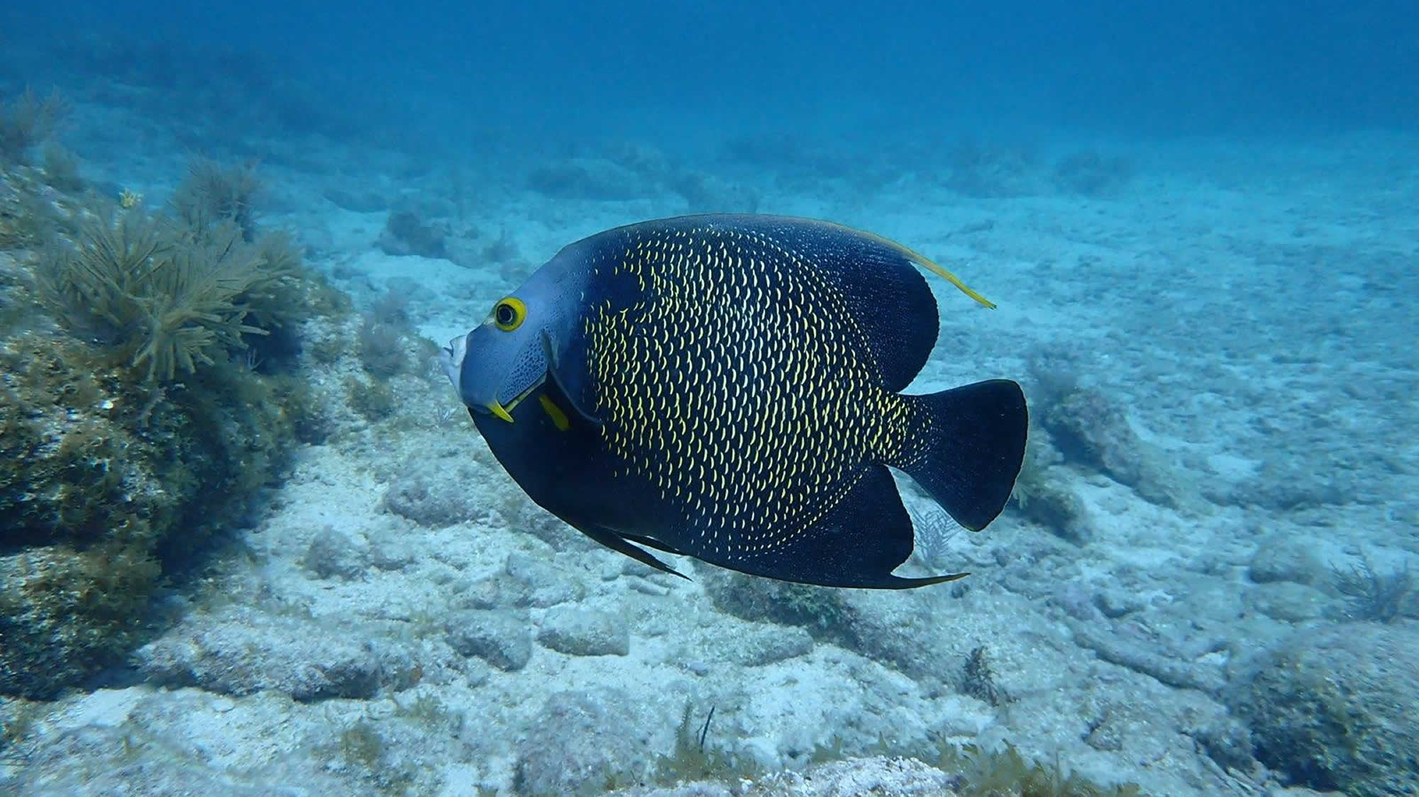 Scuba Diving Padi Training